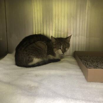 Meeka -  Domestic Short Hair Cat for Adoption in Burlington, Ontario - Meeka | PetCurious
