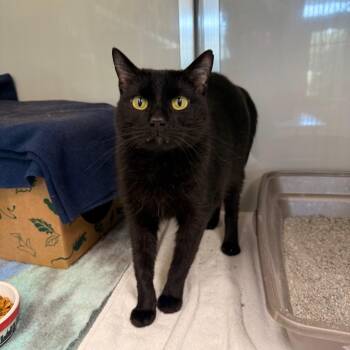 Suge Knight -  Domestic Short Hair Cat for Adoption in Saint Charles, Missouri - Suge Knight | PetCurious