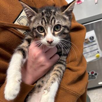 Oogie -  Domestic Short Hair Cat for Adoption in Englewood, Florida - Oogie | PetCurious