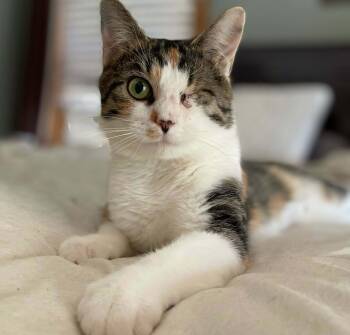 Rescue Calico Cats for Adoption in Knoxville, Tennessee - Leela | PetCurious