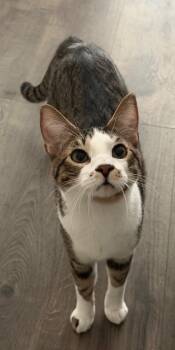 Tabby Cats Available for Adoption in San Antonio, Texas - Marshmallow | PetCurious