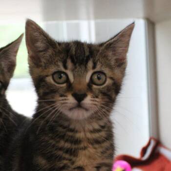 Domestic Short Hair Cats Available for Adoption in Gloucester, Virginia - Pringle | PetCurious