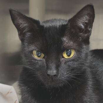 Treat -  Domestic Short Hair Cat for Adoption in Kennebunk, Maine - Treat | PetCurious