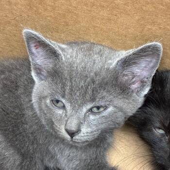 Centipede -  Domestic Short Hair Cat for Adoption in San Antonio, Texas - Centipede | PetCurious