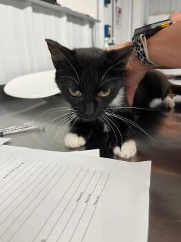 Boba- silo -  Domestic Short Hair Cat for Adoption in Pierceton, Indiana - Boba- Silo | PetCurious