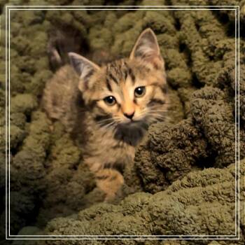 Pita -  Domestic Short Hair Cat Available for Adoption in Monroe, Michigan - Pita | PetCurious