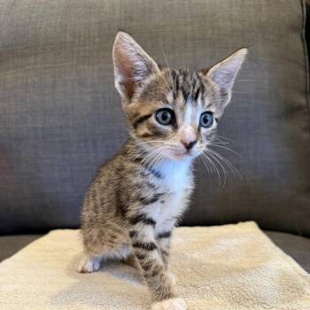 Chili Pepper -  Domestic Short Hair Cat for Adoption in Bel Air, Maryland - Chili Pepper | PetCurious