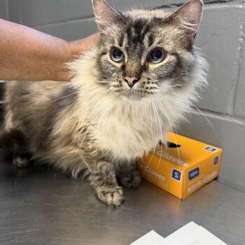 Domestic Medium Hair Cats Available for Adoption in Tuscaloosa, Alabama - Nabi | PetCurious
