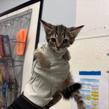 Kitten 5 -  Domestic Short Hair Cat for Adoption in San Gabriel, California - Kitten 5 | PetCurious