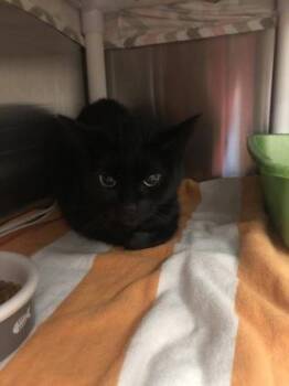 Domestic Medium Hair and Domestic Short Hair Cats Available for Adoption in Hillsboro, Oregon - Bea | PetCurious