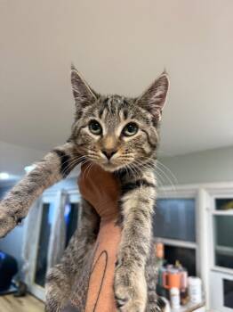 Macchiato -  Domestic Short Hair Cat for Adoption in Warrenville, South Carolina - Macchiato | PetCurious