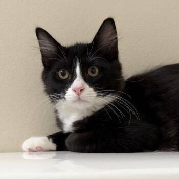 Beau -  Tuxedo and Domestic Medium Hair Cat for Adoption in Knoxville, Tennessee - Beau | PetCurious