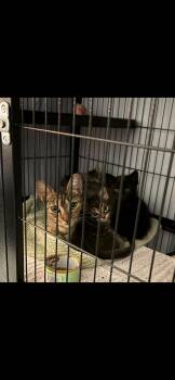 Daleyza OR14098-T -  Domestic Short Hair and Tabby Cat for Adoption in Missouri City, Texas - Daleyza OR14098-T | PetCurious
