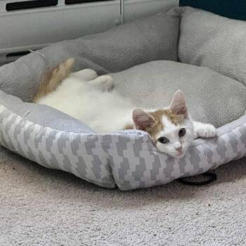 Rescue Domestic Short Hair Cats for Adoption in Bethel, Connecticut - Jeremiah | PetCurious