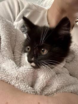 Rory -  Domestic Short Hair Cat for Adoption in Sedalia, Colorado - Rory | PetCurious