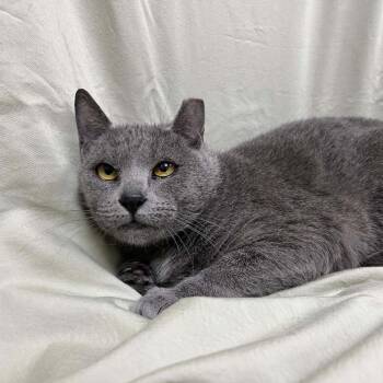 Laramie -  Domestic Short Hair Cat for Adoption in Lyndhurst, Virginia - Laramie | PetCurious