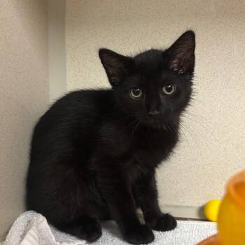 Olive -  Domestic Short Hair Cat for Adoption in Wantagh, New York - Olive | PetCurious