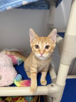 Pringle and Push Pop -  Domestic Short Hair Cat for Adoption in Denver, Colorado - Pringle And Push Pop | PetCurious