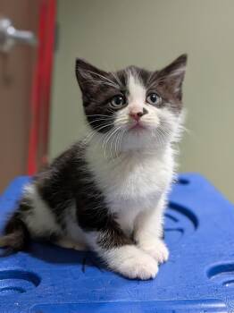Domestic Short Hair Cats Available for Adoption - Waldo | PetCurious