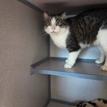 Mia -  Domestic Short Hair Cat for Adoption in North Battleford, Saskatchewan - Mia | PetCurious