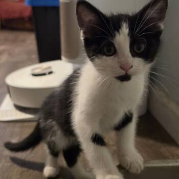 Vicky -  Domestic Short Hair Cat for Adoption in Pendleton, Oregon - Vicky | PetCurious