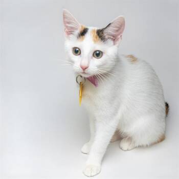 TURTLE -  Domestic Short Hair Cat for Adoption in St. Louis, Missouri - TURTLE | PetCurious