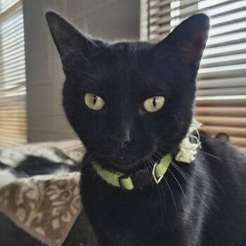 Rocket -  Domestic Short Hair Cat for Adoption in Villa Park, California - Rocket | PetCurious