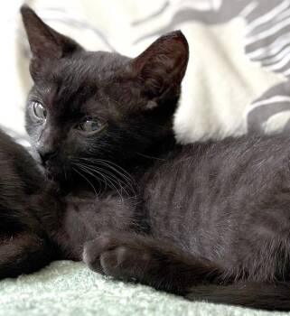 Shy Guy -  Domestic Short Hair Cat for Adoption in Ventura, California - Shy Guy | PetCurious