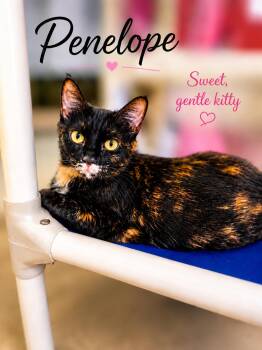 Penelope (FCID# 7/17/2026-170) Willow Grove -  Tortoiseshell Cat for Adoption in Greenville, Delaware - Penelope (FCID# 7/17/2026-170) Willow Grove | PetCurious