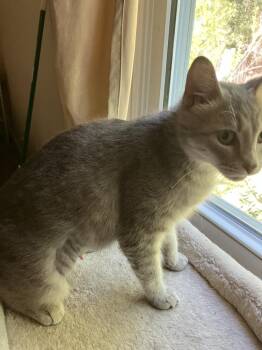 Lightning - NV -  Domestic Short Hair Cat for Adoption in Greenville, South Carolina - Lightning - NV | PetCurious