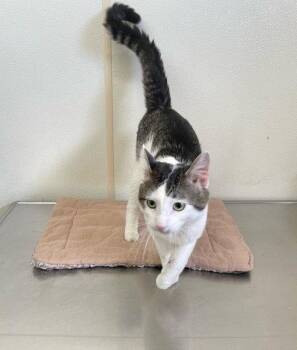 Domestic Short Hair Cats Available for Adoption in Mitchell, South Dakota - Bentley - Black & Brown Striped - #18 | PetCurious