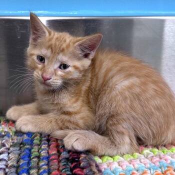Jerry -  Domestic Short Hair Cat for Adoption in Mount Vernon, Indiana - Jerry | PetCurious