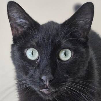 Domestic Short Hair Cats Available for Adoption - Benito | PetCurious