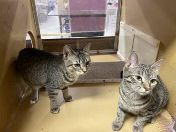 Rescue Domestic Short Hair Cats for Adoption in Mayfield, New York - Lizzy And Aurora | PetCurious