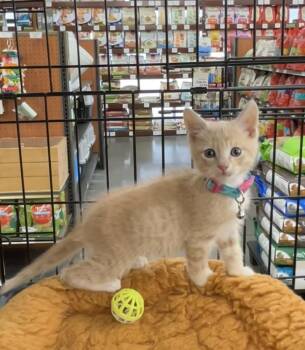 Domestic Short Hair Cats Available for Adoption in Pacifica, California - Sunrise | PetCurious