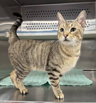 Rescue American Shorthair Cats for Adoption in Troy, Alabama - Baloo (Available At Petsense, Troy, AL) | PetCurious