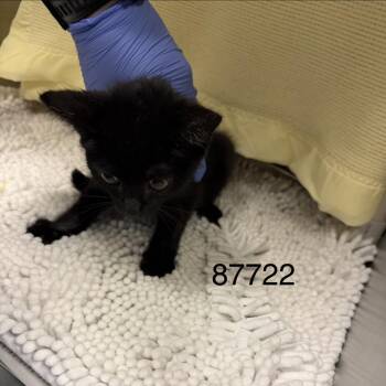 Gertrude -  Domestic Short Hair Cat for Adoption in Charlottesville, Virginia - Gertrude | PetCurious