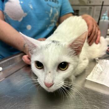 Domestic Short Hair Cats Available for Adoption - MeMe | PetCurious