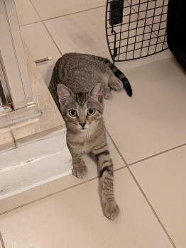 Mist-Must be adopted with Sterling -  Domestic Short Hair Cat for Adoption in Toronto, Ontario - Mist-Must Be Adopted With Sterling | PetCurious