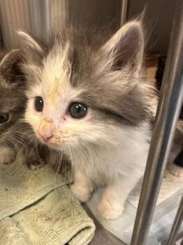 Domestic Short Hair Cats Available for Adoption in Roseville, California - Sketch | PetCurious