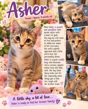 Asher -  Domestic Short Hair Cat for Adoption in Richmond, Virginia - Asher | PetCurious