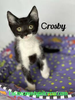 Rescue Tuxedo and American Shorthair Cats for Adoption in Toledo, Ohio - Crosby | PetCurious