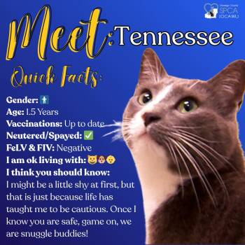 Domestic Short Hair Cats Available for Adoption in Fulton, New York - Tennessee | PetCurious