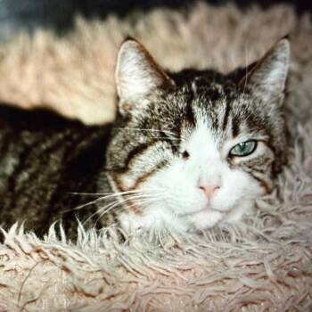 Domestic Short Hair Cats Available for Adoption - Faudi | PetCurious