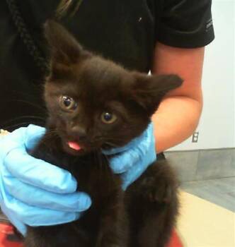 Domestic Short Hair Cats Available for Adoption in Charlotte, North Carolina - A1262574 | PetCurious