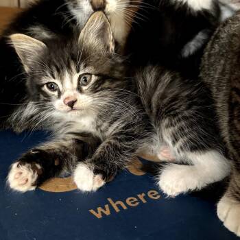 Domestic Long Hair Cats Available for Adoption in Long Beach, California - Weston | PetCurious