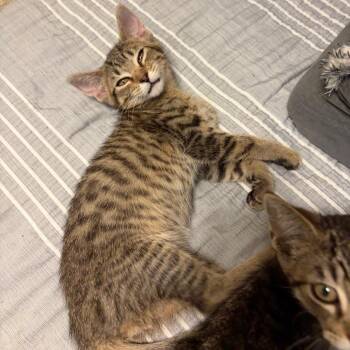 Will -  Domestic Short Hair Cat for Adoption in Georgetown, Kentucky - Will | PetCurious