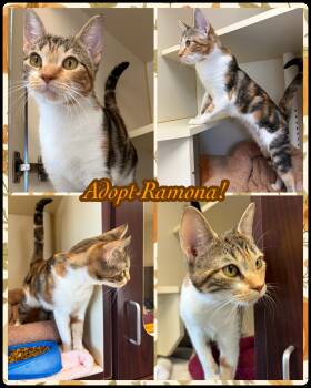Ramona -  Domestic Short Hair Cat for Adoption in Franklin Township, New Jersey - Ramona | PetCurious