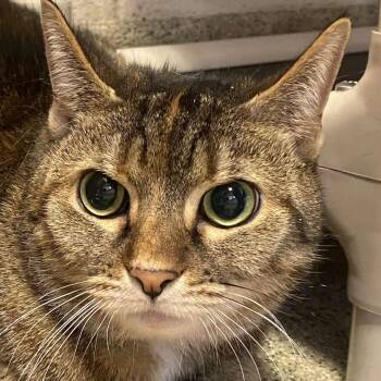 Domestic Short Hair Cats Available for Adoption - Cleo | PetCurious