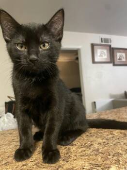 Bandido -  Domestic Short Hair Cat for Adoption in Houston, Texas - Bandido | PetCurious